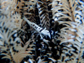   Featherstar shrimp near Tulamben Bali Indonesia. Canon G9 f8.0 1500th ISO 100. Indonesia f80 f8 1/500th 500th 100  